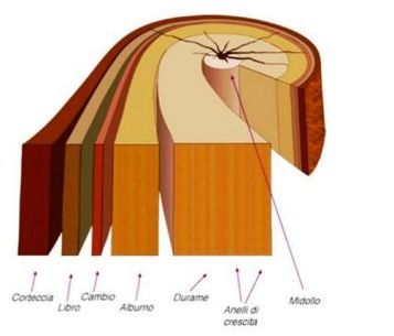 Legno Come è fatto il legno