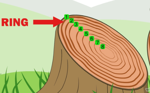 stabilire età di un albero