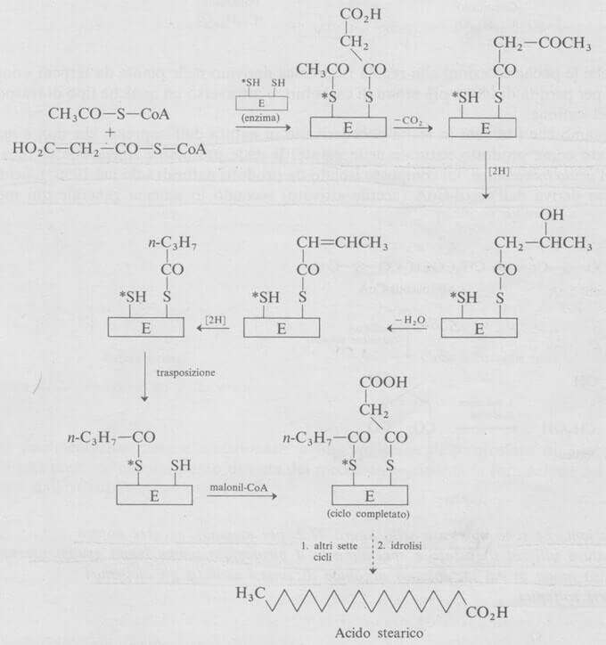 biosintesi degli acidi grassi