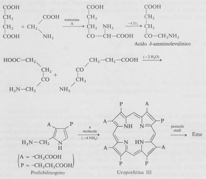 biosintesi del gruppo eme