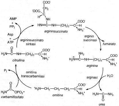 ciclo dell'urea