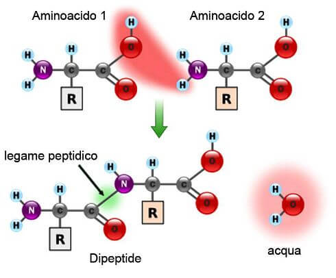 conformazione trans del legame peptidico