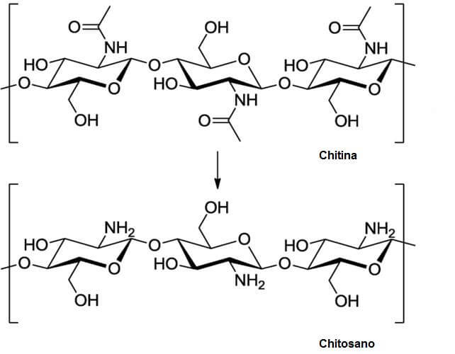 diacetilazione chitina