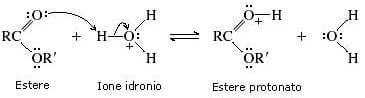 estere protonato