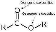 esterificazione di fischer