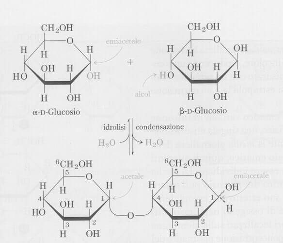 maltosio