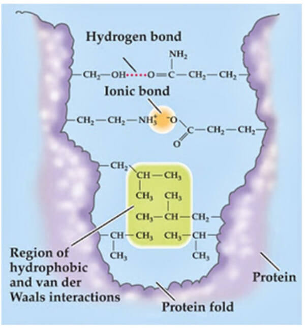 formazione della struttura terziaria di una proteina
