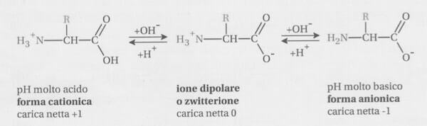 forme di un amminoacido