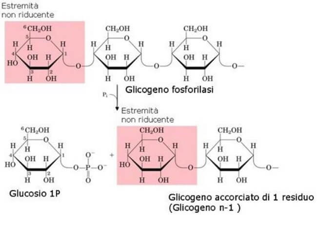 glicogenolisi e glicogeno fosforilasi