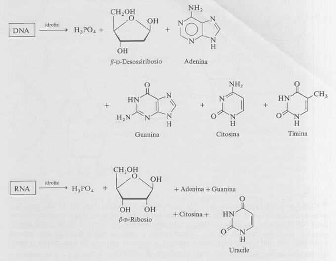 hidrólise de ácido nucleico
