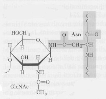 legame N-glicosidico in una glicoproteina