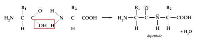 legame peptidico