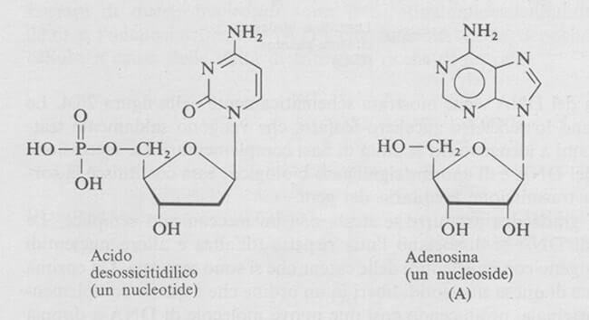 nucleotídeo e nucleosídeo