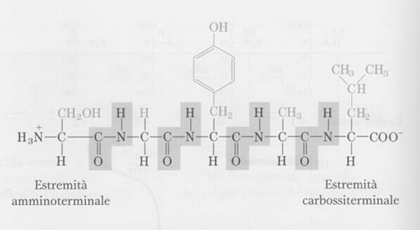 pentapeptide