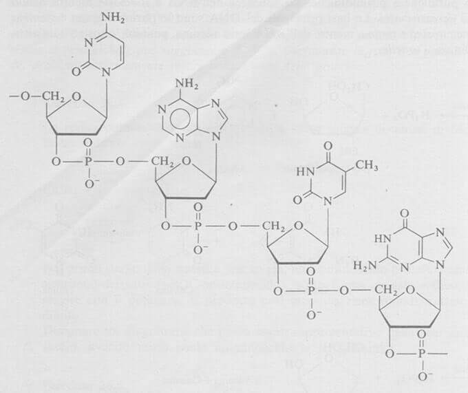 Segmento de fita de DNA