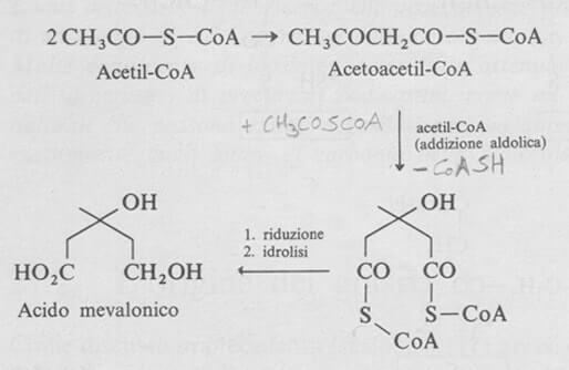 sintesi acido mevalonico