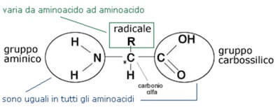 struttura di un amminoacido