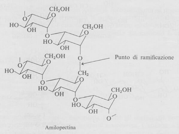 struttura della amilopectina