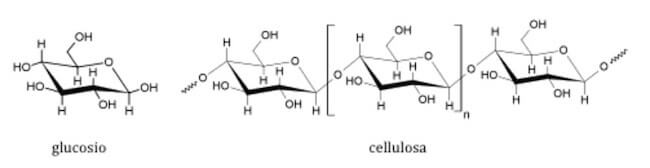 struttura della cellulosa