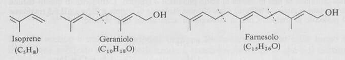 Risultati immagini per terpeni