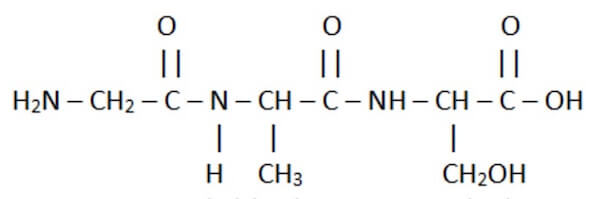 tripeptide