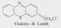 Violetto di Lauth